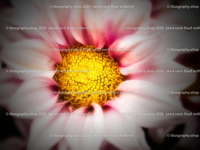 titusgraphy-P6100535_var-140 | Fotokunstarbeit aus der INSTAGRAM-Gallerie auf titusgraphy.eu - Realisiert mit Pictrs.com