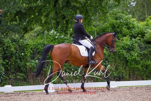DKP41097 | Turnierfotos kaufen im Webshop von Daniel Kuhl Photography – entdecke professionelle Reitsportfotos aus Turnieren & Events. Hochwertige Turnierbilder online bestellen & sichern. Jetzt Fotos von Reitsportturnieren kaufen!