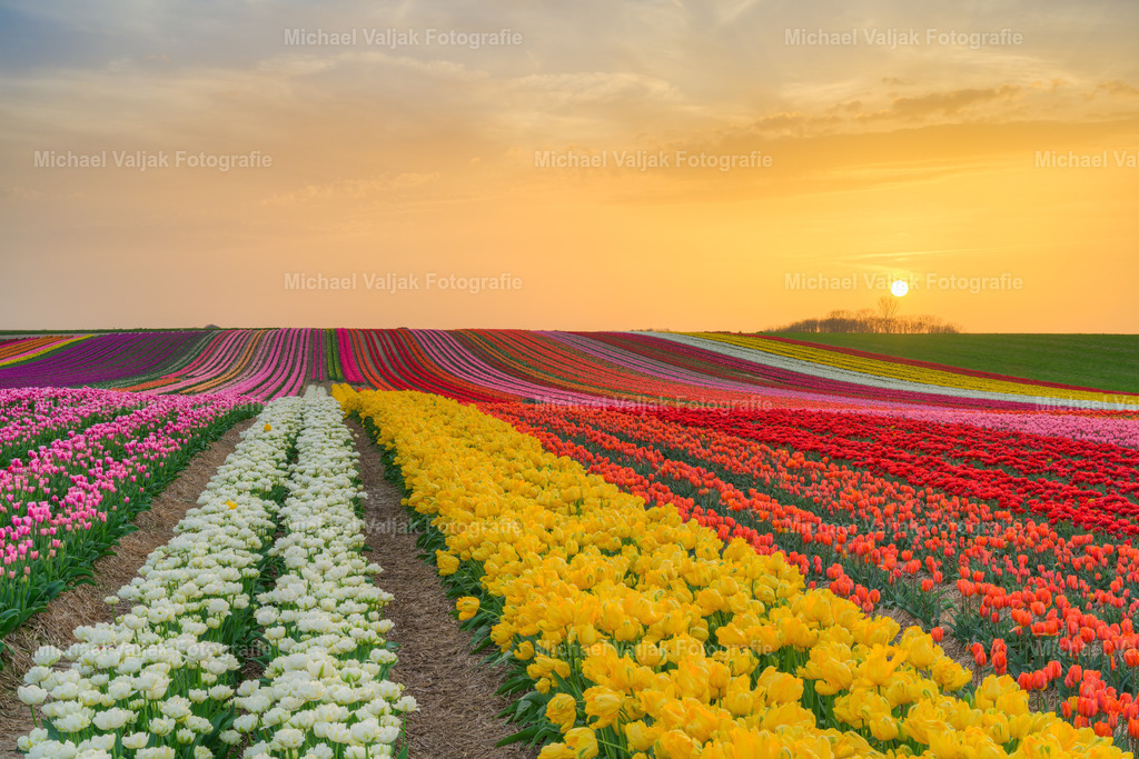 Tulpenfeld bei Sonnenuntergang | Die Tulpenfelder am Niederrhein bieten ein atemberaubendes Schauspiel, besonders während des Sonnenuntergangs. Die sanften Farben des Abendhimmels spiegeln sich in den unzähligen Blüten wider und schaffen eine Szene von ruhiger Schönheit. Fotografen und Naturfreunde finden hier ein perfektes Motiv, um die Harmonie zwischen Natur und Licht festzuhalten. - Realisiert mit Pictrs.com