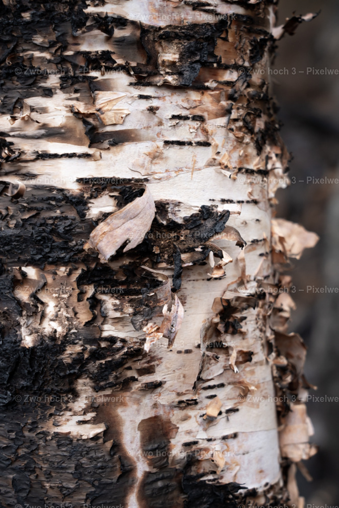 Obere_Affensteinpromenade_Siegfried_Bergfried_Birke_Rinde | 2022-09-02_Waldbrandgebiete_2 - Realisiert mit Pictrs.com