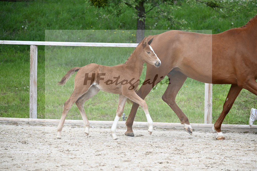 Dream Royal x Vivaldos_SF_Regele_11240716 | hf-fotografie - Realisiert mit Pictrs.com