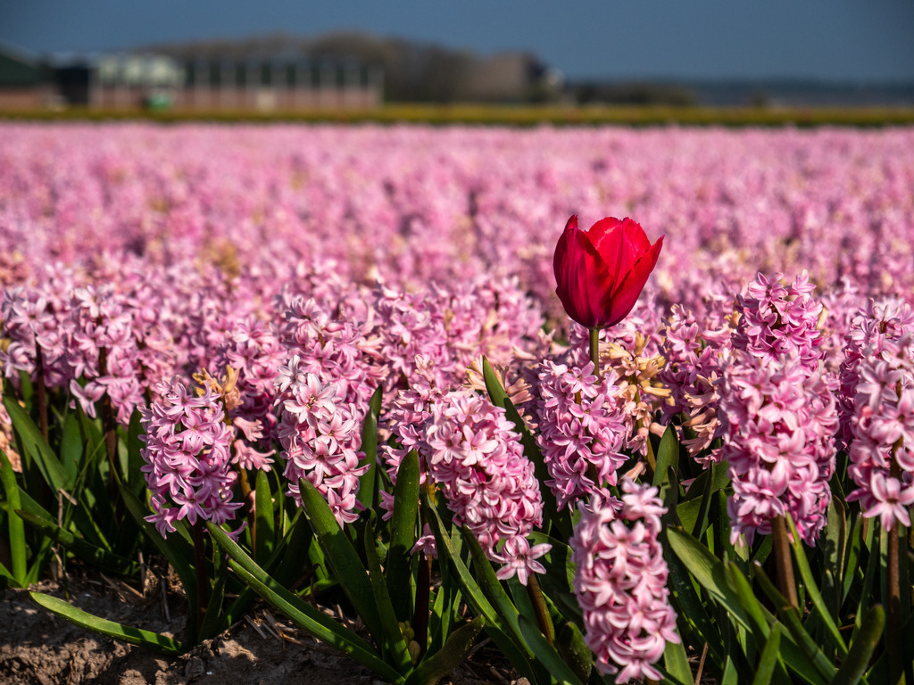 P1011005-LR | Natur im Moment - Realisiert mit Pictrs.com