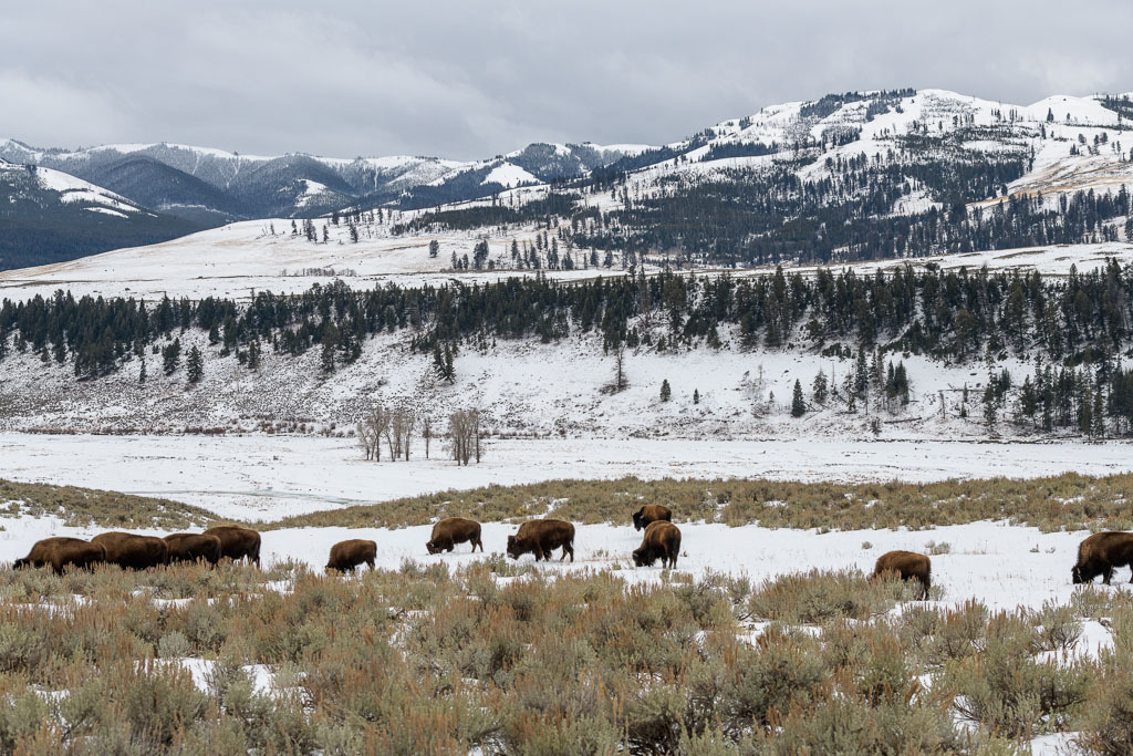 2024-368 | Bisons im Lamar Valley. - Realisiert mit Pictrs.com