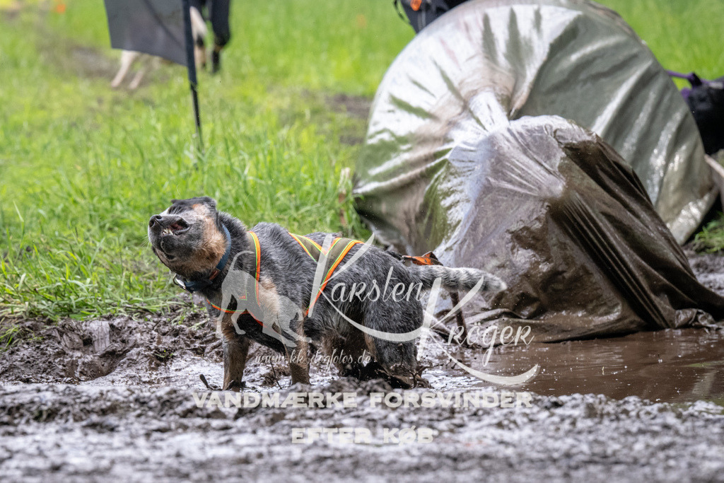 1253_ZZ94053 | kk-dogfotos