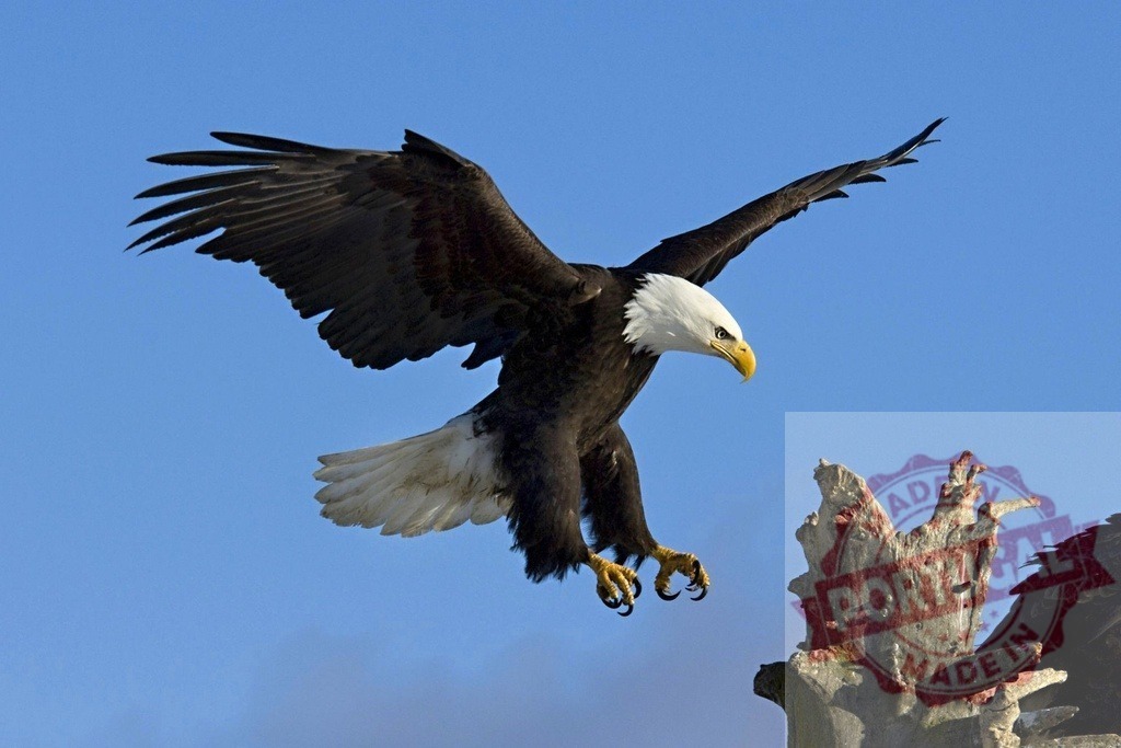 Bald eagle flying with wings spread landing on stump | Bald eagle extending talons, landing on a weathered tree stump under a clear blue sky - Realisiert mit Pictrs.com