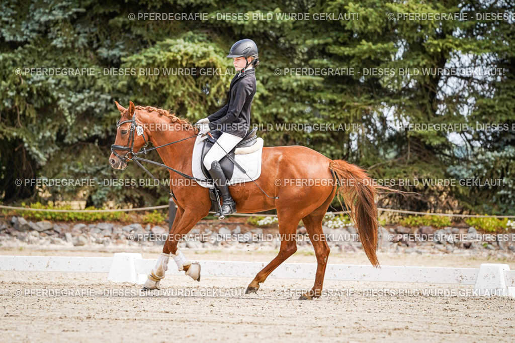 DSC02555 | Pferdegrafie