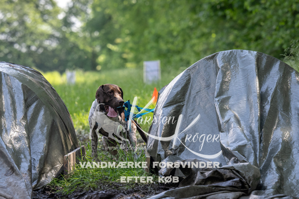 1155_ZZ90352 | kk-dogfotos