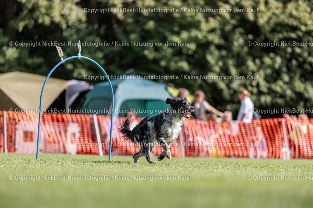 BSP Hoopers-H1-2026-Nickbest-Hundefotografie-TuS Komet Arsten e.V.-9751 | Dein Hund! Dein Moment! Deine Erinnerungen! Hundefotografie in Bremen Blumenthal. Ich fange die besonderen Momente deines Vierbeiners ein – ob Indoor mit Blitzanlage oder in der freien Natur. Sicher dir dein Moment und dein Termin für eure Erinnerungen.