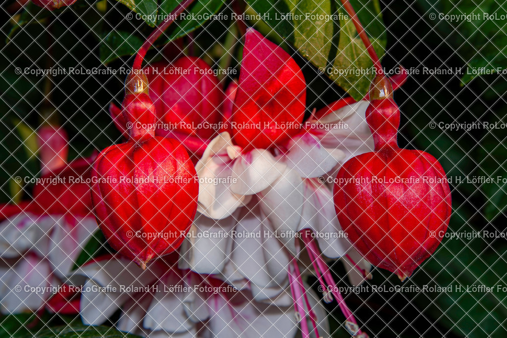 Fuchsien (Fuchsia) sind eine artenreiche Gattung in der Familie der Nachtkerzengewächse (Onagraceae) | Fuchsien (Fuchsia) sind eine artenreiche Gattung in der Familie der Nachtkerzengewächse (Onagraceae) - Realisiert mit Pictrs.com