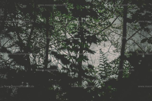 Laubblick | Dichter Wald mit Blick auf den verregneten See - Realisiert mit Pictrs.com