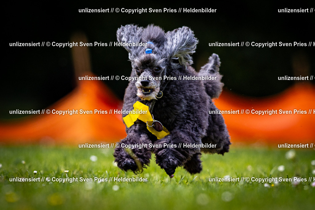 Sven Pries | 2026-05-14 - Hunderennen KA Durlach Vatertag 2026 - Realisiert mit Pictrs.com