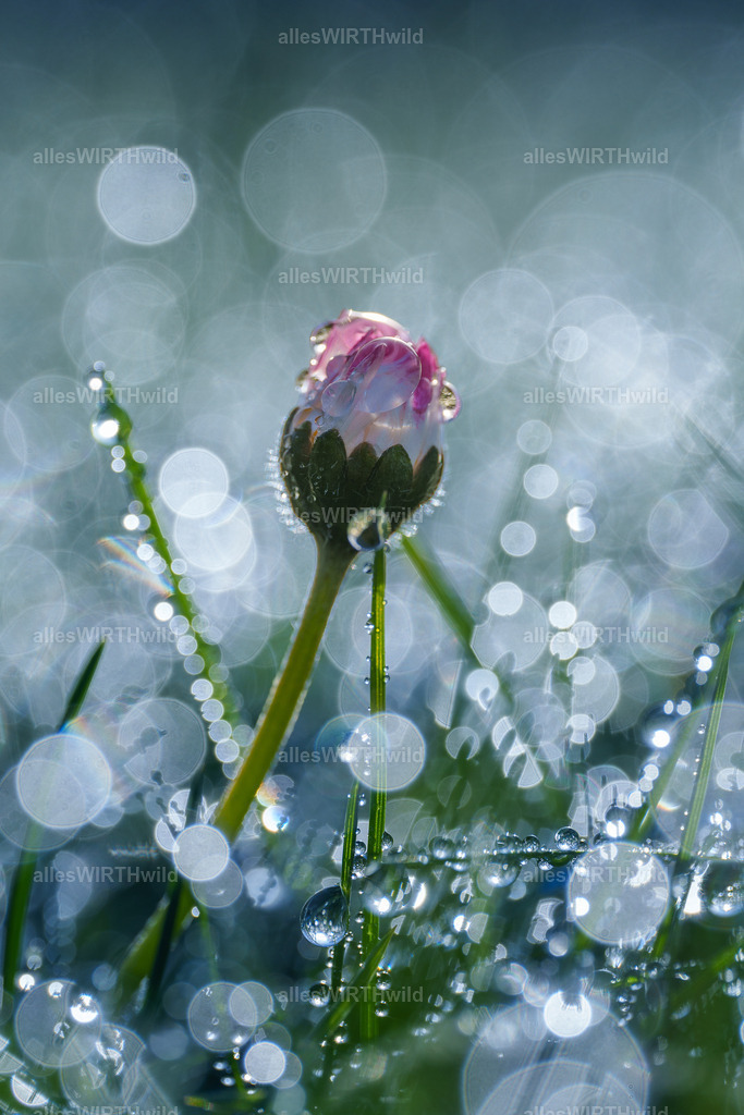 Traum 2 | Entdecke die faszinierende Welt der Natur- und Wildlife-Fotografie von Daniel und Bärbel. Inspirierende Bilder von wilden Tieren und kleinen Naturwundern.