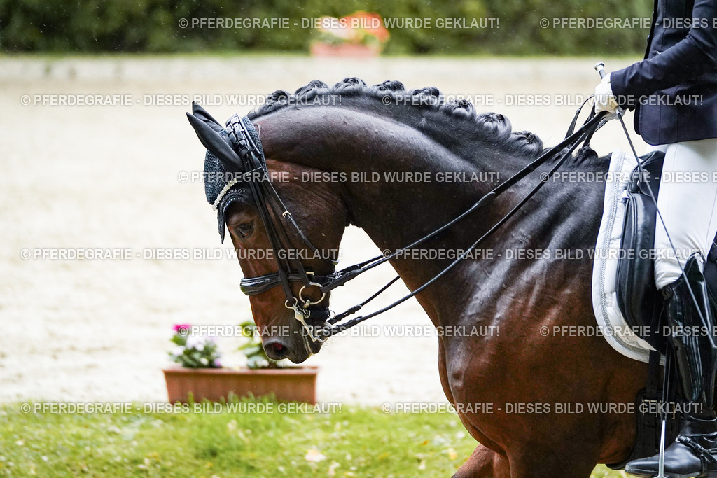 DSC00379 | Pferdegrafie