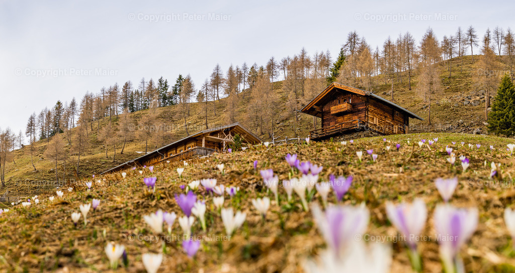 Zettersfeld_Frühling-71 | piet_flosse