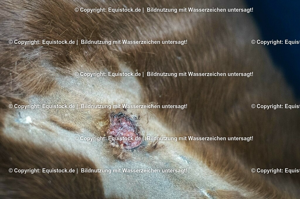 20201126_Sarkoid-Entfernung_0001 | equistock