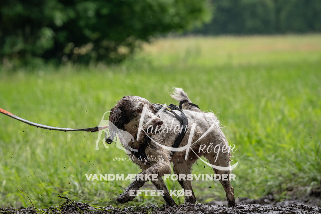 1112_ZZ91832 | kk-dogfotos