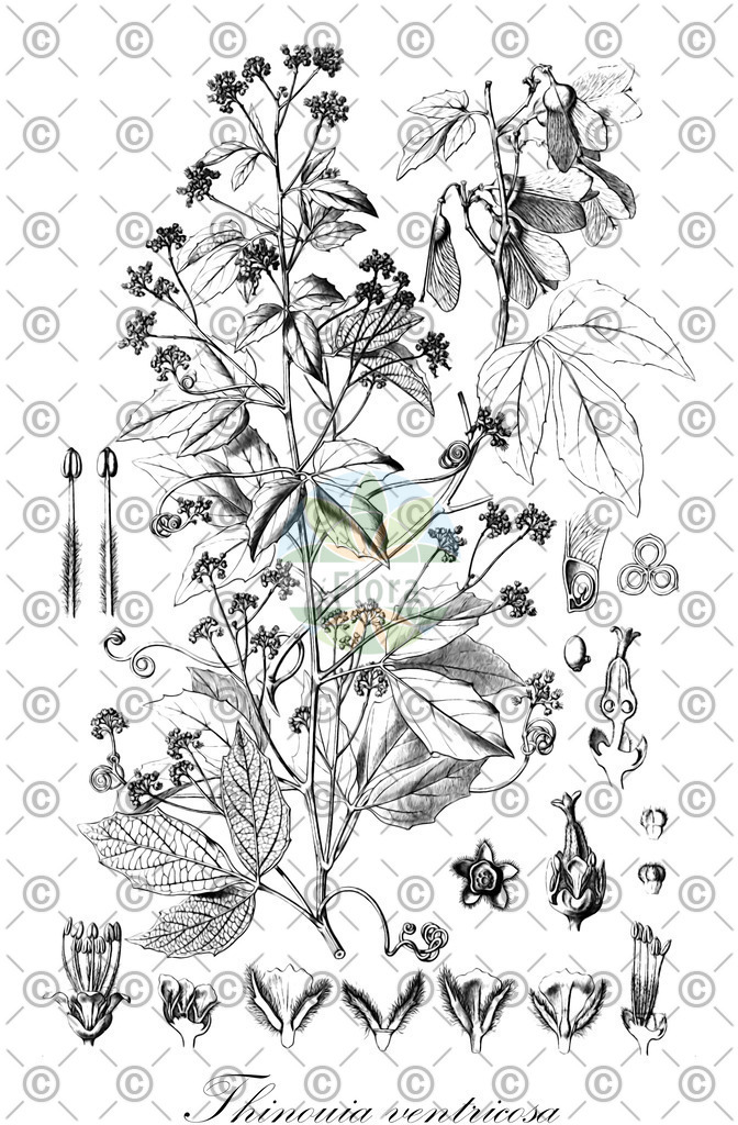 HistAbb_wfo-0000572356_1_ENZY_Simple | Historische Abbildung von Thinouia ventricosa - Sapindaceae | Historical Illustration of Thinouia ventricosa - Sapindaceae