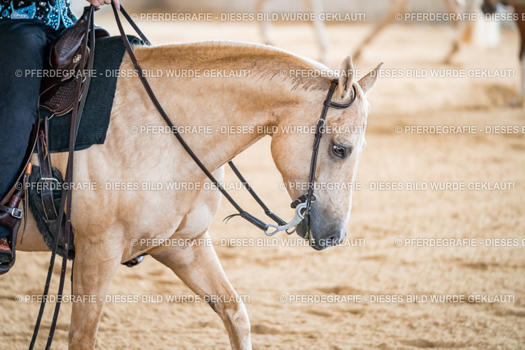 DSC01118 | Pferdegrafie