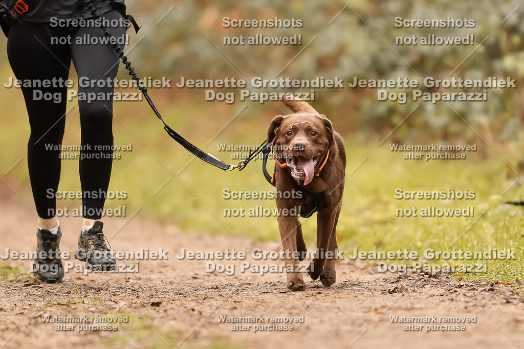 Dog Paparazzi - Speedhunter Mannheim  2025-201 | Dog Paparazzi Jeanette Grottendiek Fotografie & Videografie
