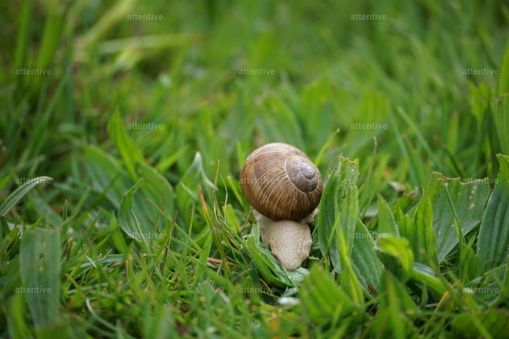 House | Gold, Fehmarn, Deutschland - Realisiert mit Pictrs.com