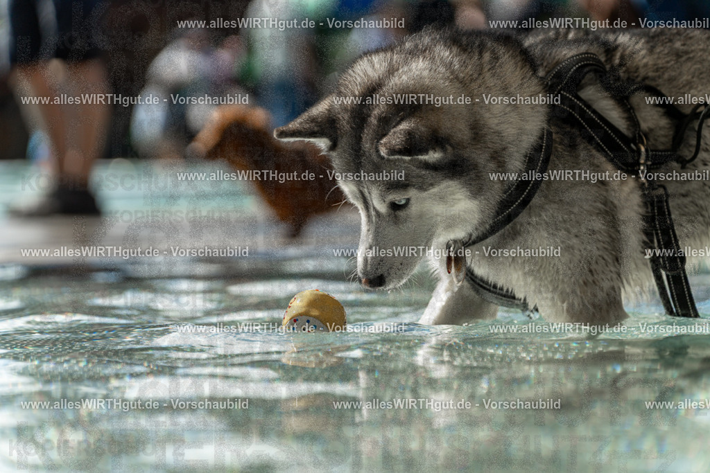 Hundeschwimmen_Volksbad_2026-allesWIRTHgut_Tierfotografie-2609061354-7R500952 | Professionelle Tierfotografie in Mönchengladbach von Daniel Wirth (allesWIRTHgut). Liebevolle & natürliche Bilder von Hunden & Katzen für unvergessliche Erinnerungen.