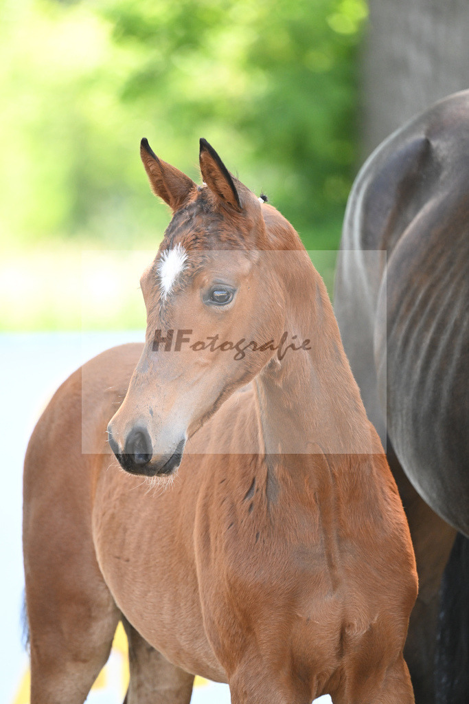 Kat-Nr. 9 SF Zenetti_Kirchmaier_14230217 | hf-fotografie - Realisiert mit Pictrs.com