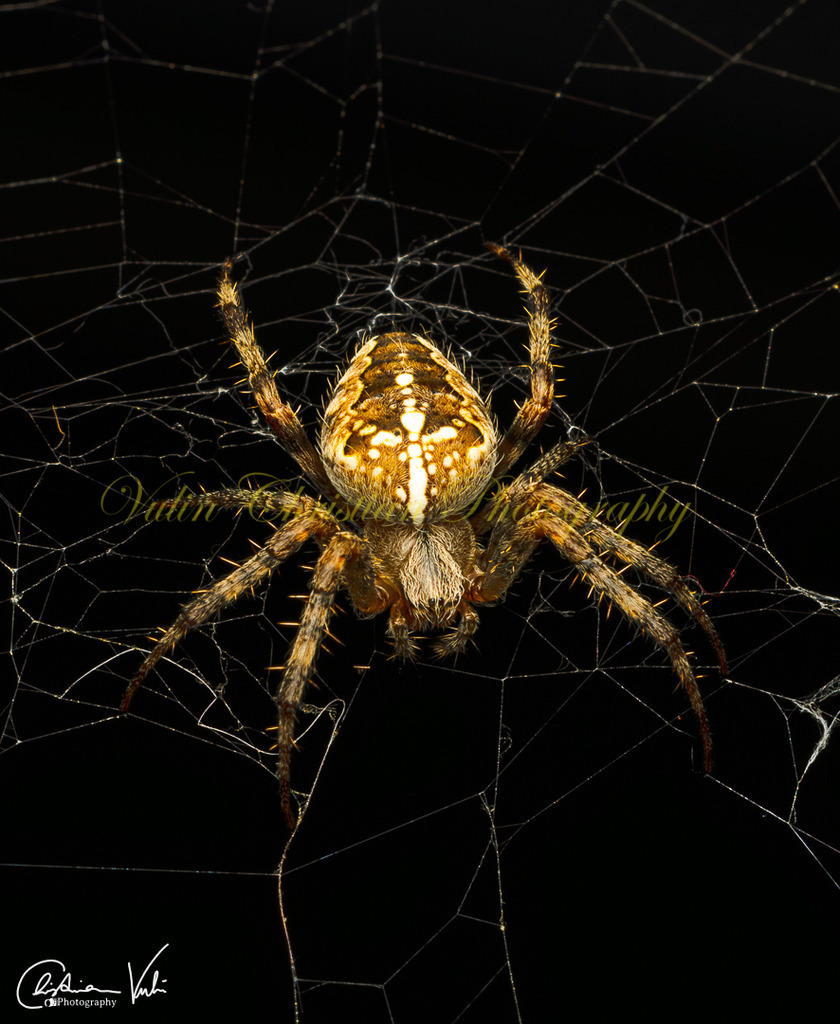 MN 8 | Christian Vulin  - Realisiert mit Pictrs.com