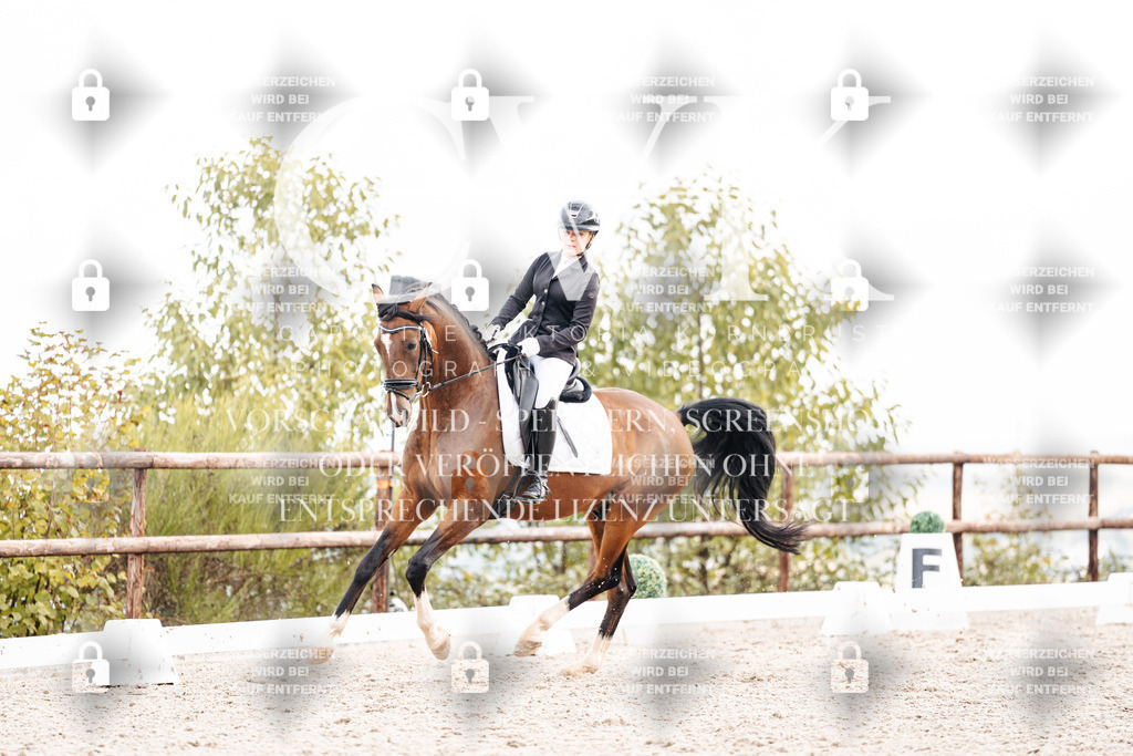 CK900979 | Turnierfotografie Pferdefotografie Trier Rheinland-Pfalz Pferdesport Reitsport Tierfotografie Sportfotografie Pferdevideo Pferdevideografie Equestrianvideography equestrianphotography  - Realisiert mit Pictrs.com