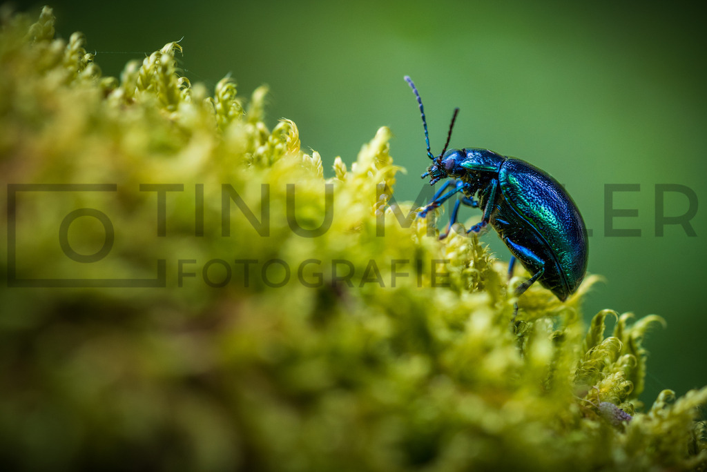 DSC06696 | Tinu Müller Fotografie- Bildershop - Realisiert mit Pictrs.com