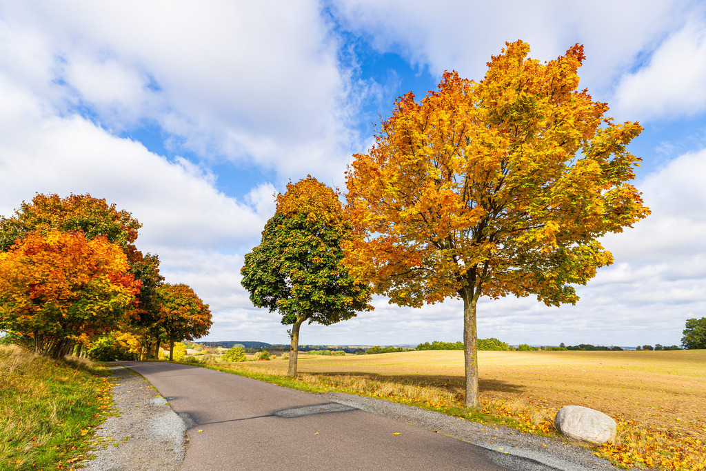 Herbstlich gefärbte Bäume und Straße im Herbst nahe Groß Görnow | Herbstlich gefärbte Bäume und Straße im Herbst nahe Groß Görnow.