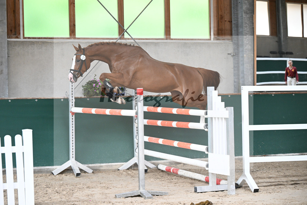 Kat-Nr. 17 Hedda v. Hickstead White_Maier_27150182 | hf-fotografie - Realizzato con Pictrs.com
