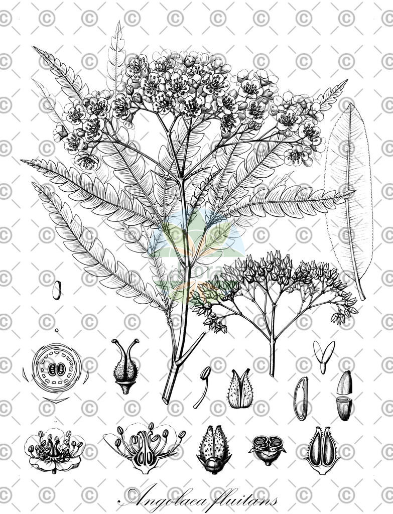 HistAbb_wfo-0000536542_448_ENZY_Simple | Historische Abbildung von Angolaea fluitans - Podostemaceae | Historical Illustration of Angolaea fluitans - Podostemaceae