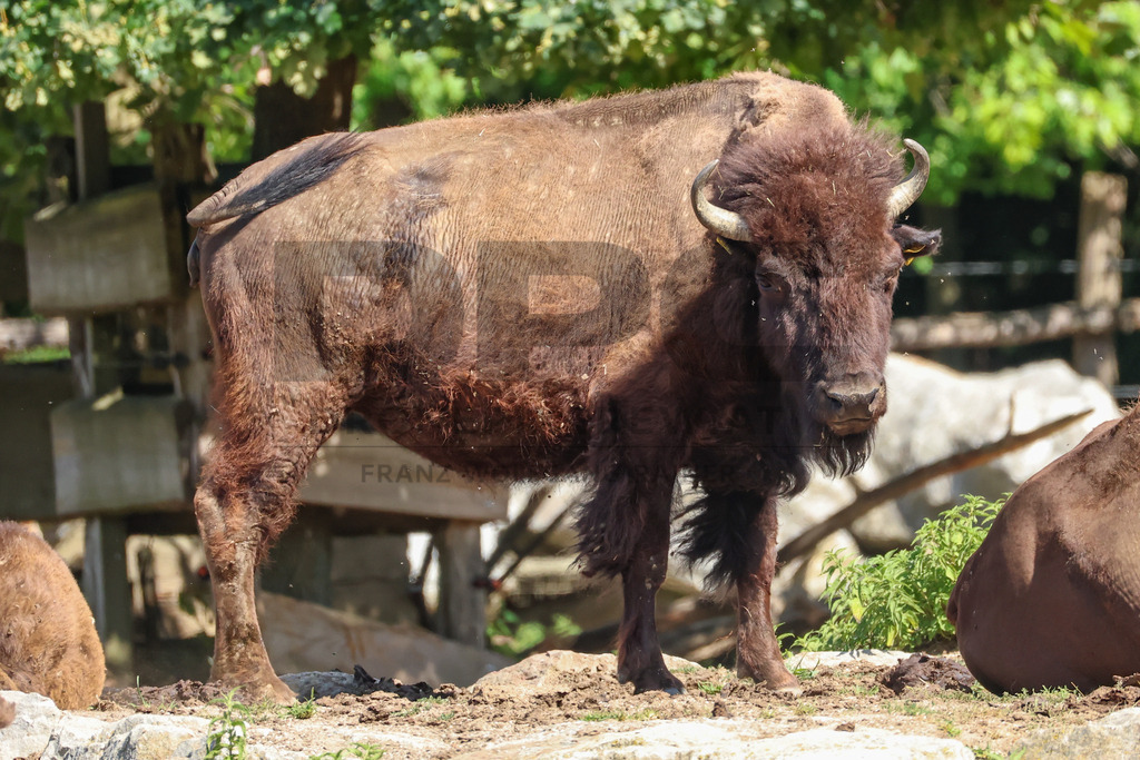 Bisons at Tierpark Herberstein // Bisons im Tierpark Herberstein | Bisons at Tierpark Herberstein in Styria, Austria. The scene shows the powerful animals in their enclosure and highlights their impressive appearance, calm presence and natural behavior in the zoo environment. // Bisons im Tierpark Herberstein in der Steiermark, Österreich. Die Szene zeigt die kraftvollen Tiere in ihrem Gehege und hebt ihr eindrucksvolles Erscheinungsbild, ihre ruhige Präsenz und ihr natürliches Verhalten im Tierpark hervor. - Realisiert mit Pictrs.com