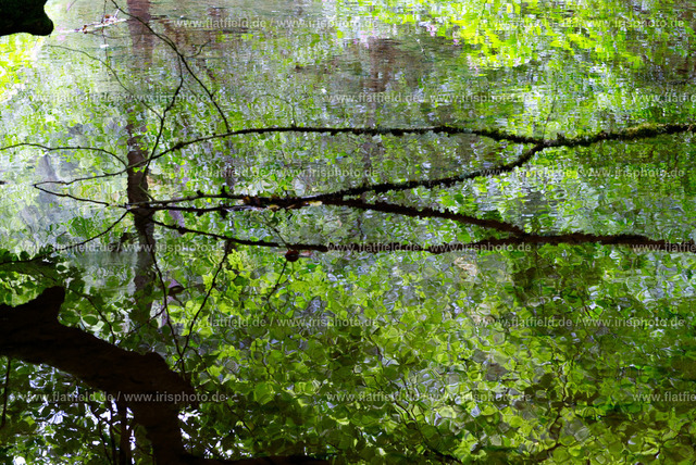 Wasserspiegelung Ast Am Baybach | Minimalistische Fotografie eines Astes am Baybach