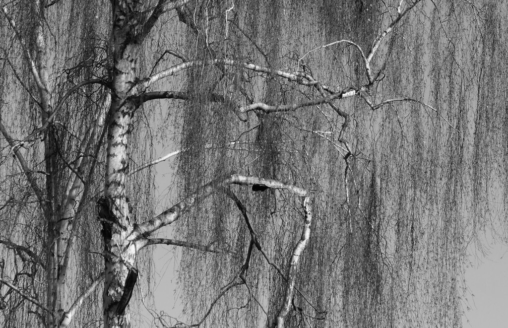 P1640812_c | Annaeherungen - Realisiert mit Pictrs.com