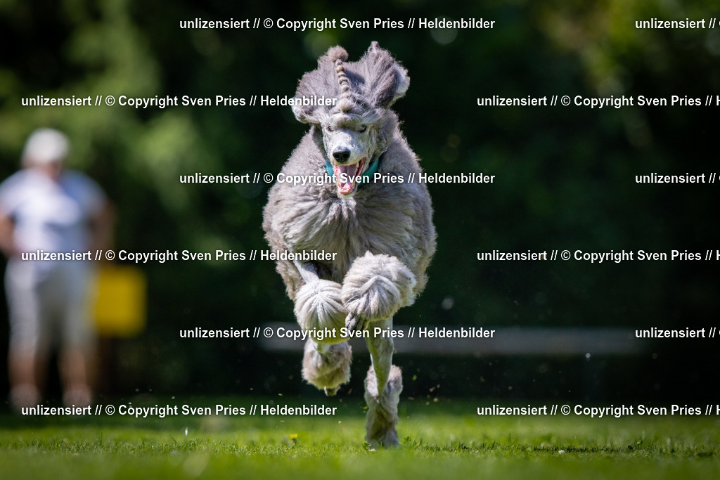 Sven Pries | 2025-08-10 - Hunderennen Durlach - Realisiert mit Pictrs.com