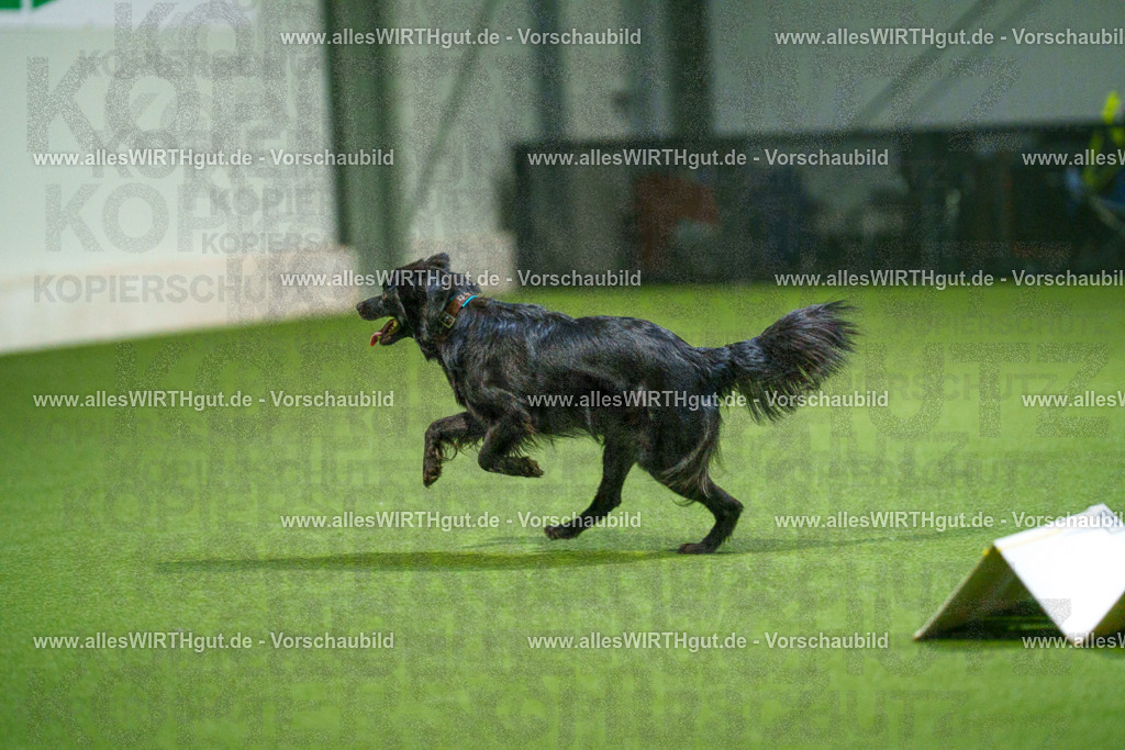 7R509999 | Professionelle Tierfotografie in Mönchengladbach von Daniel Wirth (allesWIRTHgut). Liebevolle & natürliche Bilder von Hunden & Katzen für unvergessliche Erinnerungen.