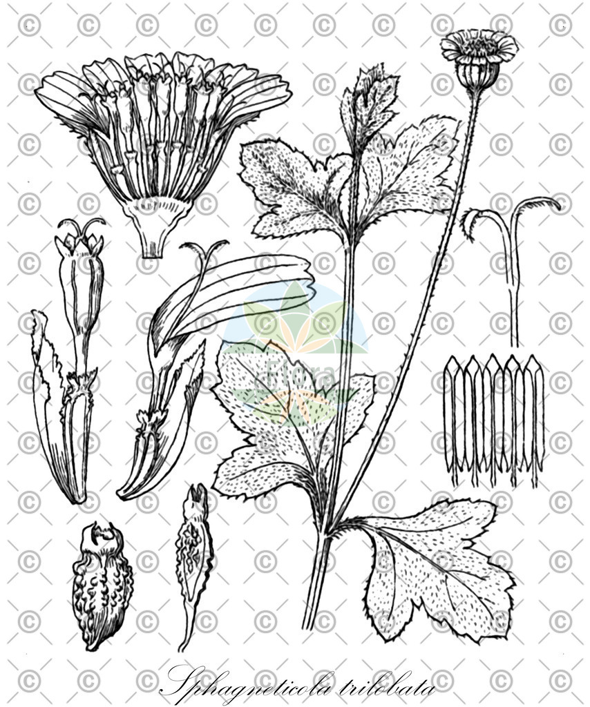 HistAbb_wfo-4000036022_1_ENZY_Simple | Historische Abbildung von Sphagneticola trilobata - Asteraceae | Historical Illustration of Sphagneticola trilobata - Asteraceae