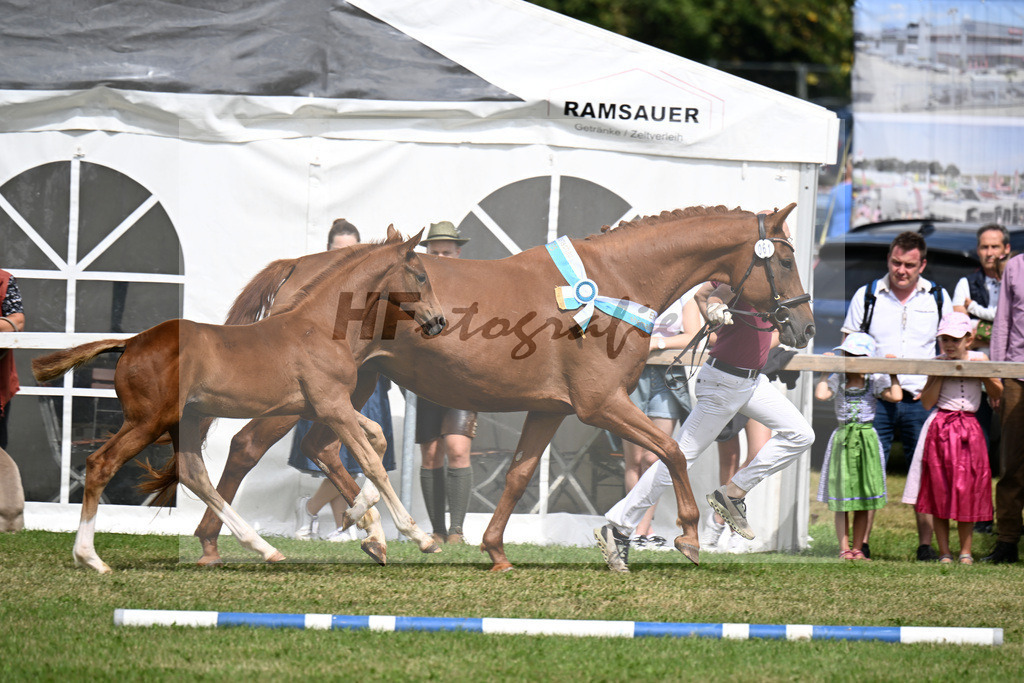 Kat-Nr. 61 Blue Eyes v. Vitalis_Lechl_30251385 | hf-fotografie - Realisiert mit Pictrs.com