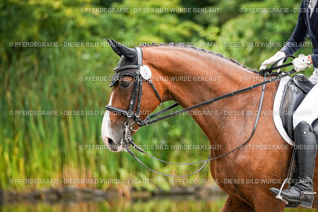 DSC08718 | Pferdegrafie