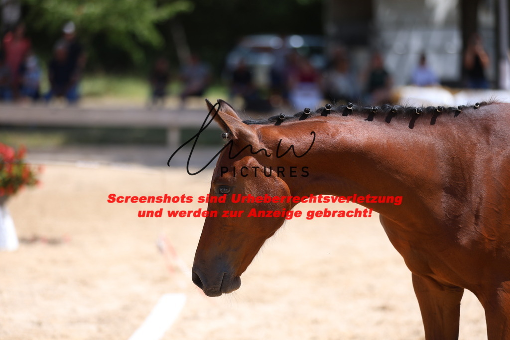 Fohlenschau_Schwäbisch_Hall_springbetonte_Fohlen_KN 24_11 | lmwpictures - Realisiert mit Pictrs.com