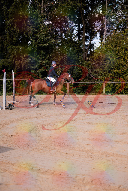2026_10_03_Siefer-Hof_145627_Z81_37425819 | Professionelle Reitsport-, Turnier- und Eventfotografie von Robert Broda. Galerien mit ausgewählten und bearbeiteten Bildern direkt online ansehen und bestellen.