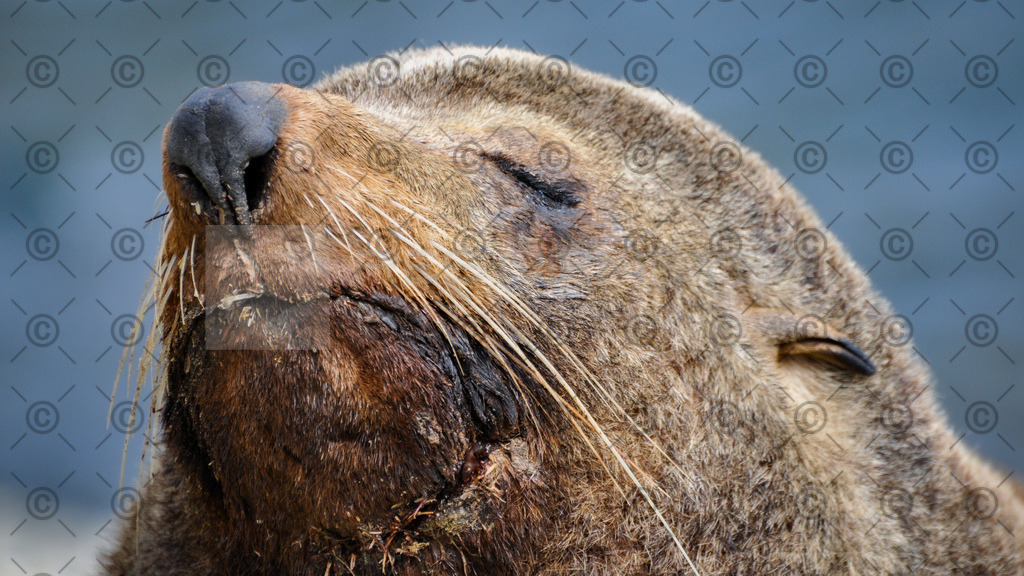 DSC_5179_7695 | Res Niemeyer Photography - Realisiert mit Pictrs.com