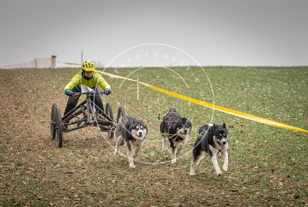 Pfotenfotografie_DV3A4646 | Hundefotografie, Tierfotograf, Pfotenfotografie, Fotoshooting Hund, Hunde Portrait, Hundesport, Hundeportraits, Heideshooting, Hunde, Sportfotograf, Hundefotograf, Turnierhundsport, THS,  - Realisiert mit Pictrs.com