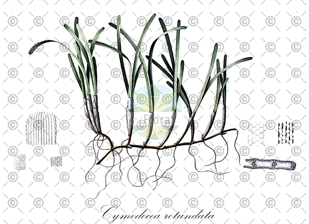 HistAbb_wfo-1200007489_1_ENZY_Simple | Historische Abbildung von Cymodocea rotundata - Cymodoceaceae | Historical Illustration of Cymodocea rotundata - Cymodoceaceae