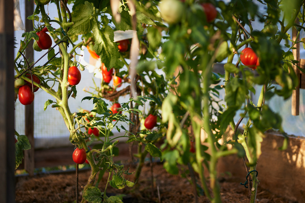 Rote Tomaten | Austria - August 30, 2015: Rote Tomaten im Gewaechshaus. - Realisiert mit Pictrs.com