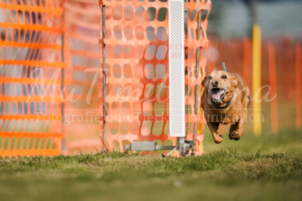 20250928_Hunderennen-464 | MuT (Mensch und Tier) mit Mona - Fotografie und Tierkommunikation - Realisiert mit Pictrs.com
