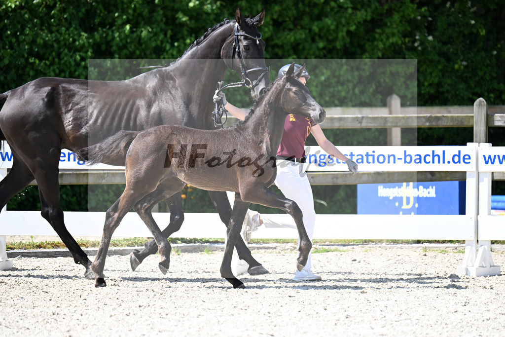 Kat-Nr. 4 Glamdale I WP x Fuersten-Look_SF_Waldner_15250140 | hf-fotografie - Realisiert mit Pictrs.com