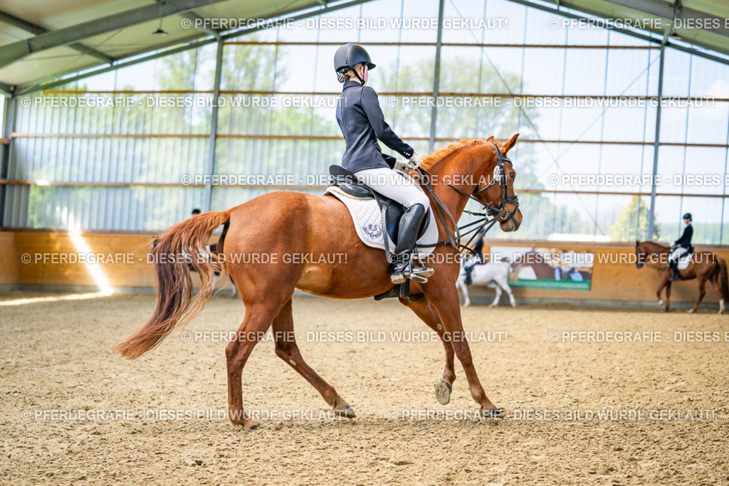 DSC03345 | Pferdegrafie