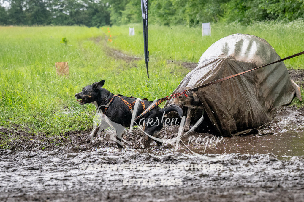 1514_ZZ92398 | kk-dogfotos